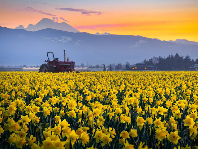 Image 1 for March Daffodil Special - 15% Off