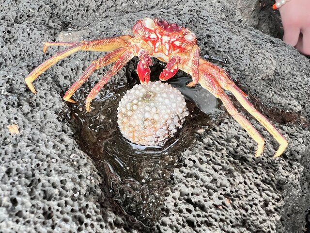 Image 15 for Hale Seafarer