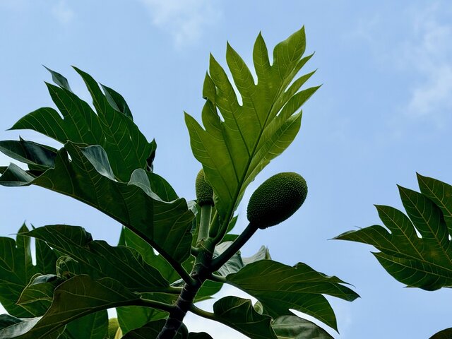 Image 23 for Hale Seafarer