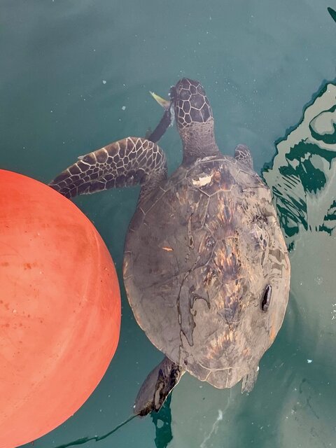 Image 7 for Hale Seafarer