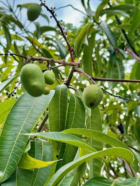 Image 22 for Hale Seafarer