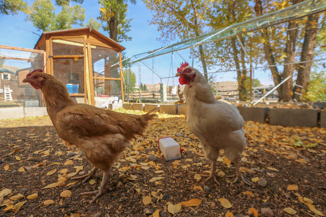 Image 19 for Combo Cabin (WRH & Pony)