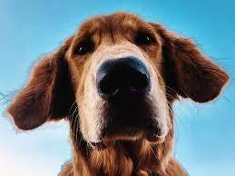 Image for Bring Your Dog (Pet)