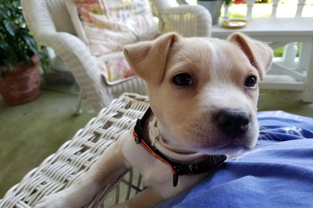 Pets are welcome - balcony is gated