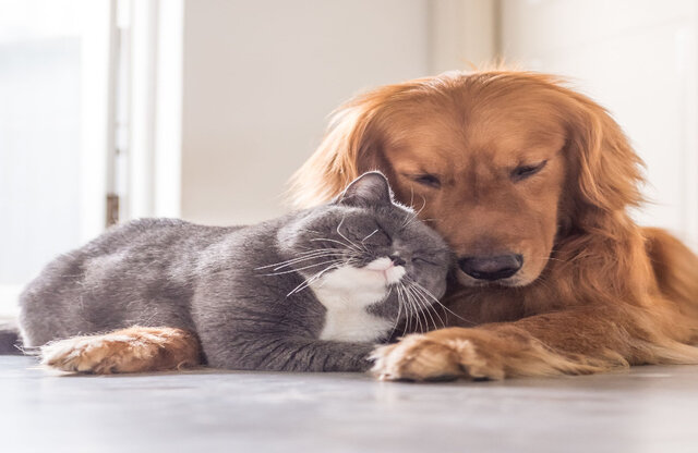 Pets welcome with one low fee per stay