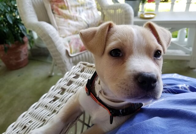 Pet friendly with outdoor green space for dogs