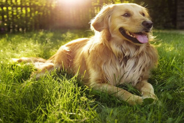 Your pets are welcome