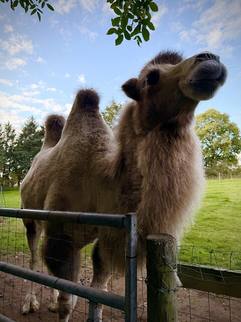“A majestic camel at The Secret Garden Glamping standing tall with its head held high, gazing into the distance. Its two humps are elegantly displayed, emphasizing its graceful posture.
