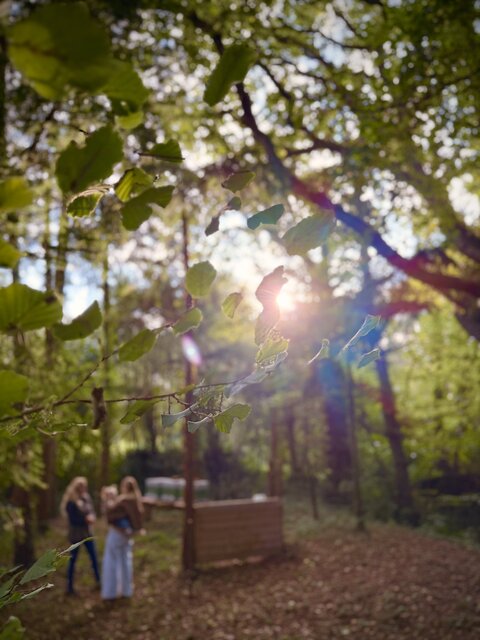 “Aerial view of The Secret Garden Glamping grounds surrounded by lush trees and twigs, with sunlight breaking gently through the forest canopy.