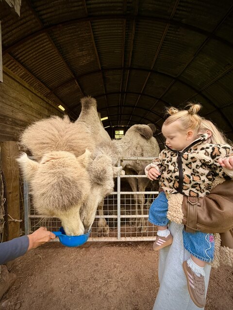“A mother and daughter at The Secret Garden Glamping gently pet a soft, furry camel as it eats from their hands, captivated by its beauty and calm nature.