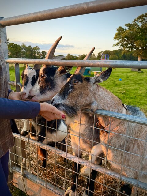 “A charming group of goats at The Secret Garden Glamping happily feeding from a guest’s hand, showcasing their playful and gentle nature. They roam freely in a spacious outdoor area with a large tree