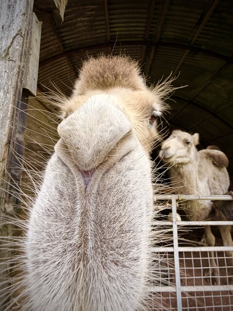 “Close-up of two camels at The Secret Garden Glamping, with the foreground camel gazing directly at the camera and the second camel visible in the background.