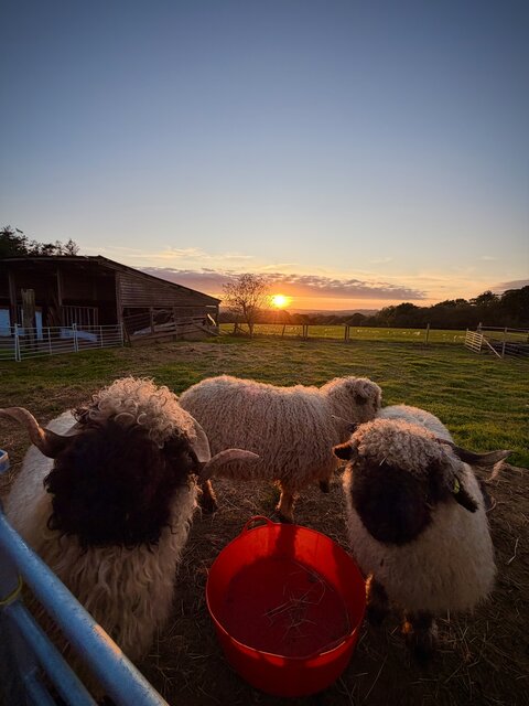 “Three charming sheep at The Secret Garden Glamping, with two in the foreground elegantly gazing at the camera, showcasing their soft white fur and striking black faces.