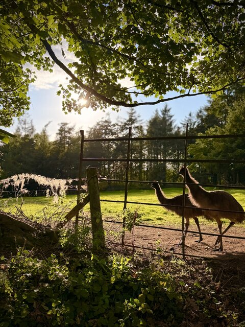 “Outdoor view at The Secret Garden Glamping framed by lush greenery overhead and underfoot. Through a gated fence, two graceful ostriches stand tall on vibrant, sunlit green grass.