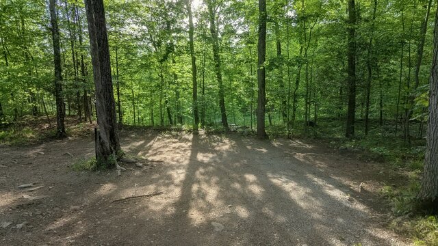 Image 2 for 71) Spacious Forest Tent Site