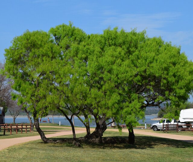 1 unique Mesquite split 4 ways