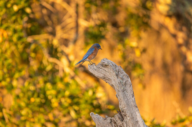 Image 20 for Treasure Tent