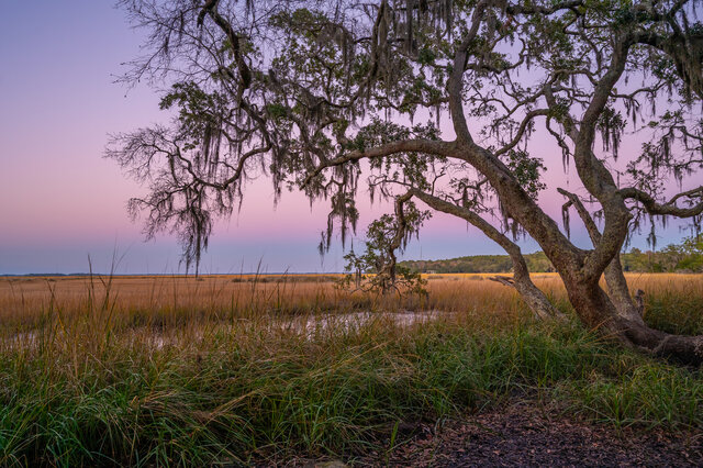 Image 25 for Fairy Tent