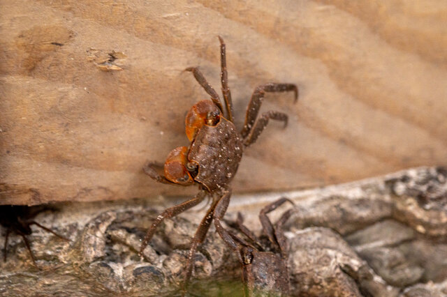 Image 25 for Legend Tent