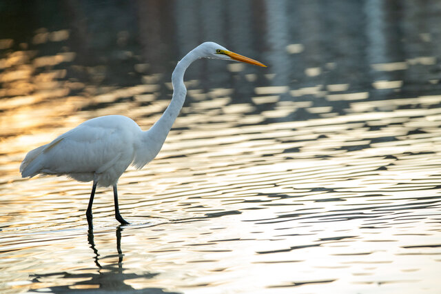 Image 25 for Flow Tent