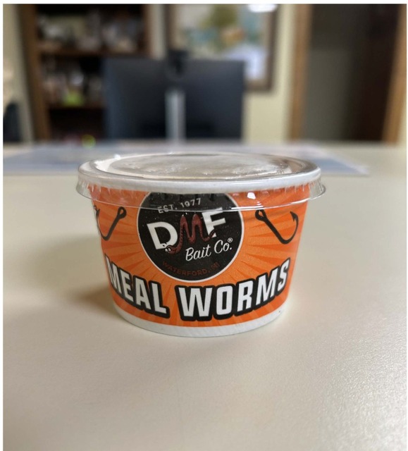 Image 1 for Meal Worms - Fishing