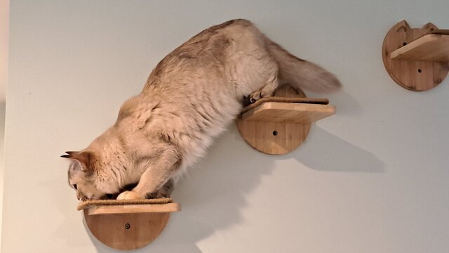 Image 10 for The Cat Cabin