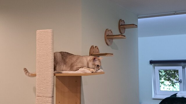 Image 11 for The Cat Cabin