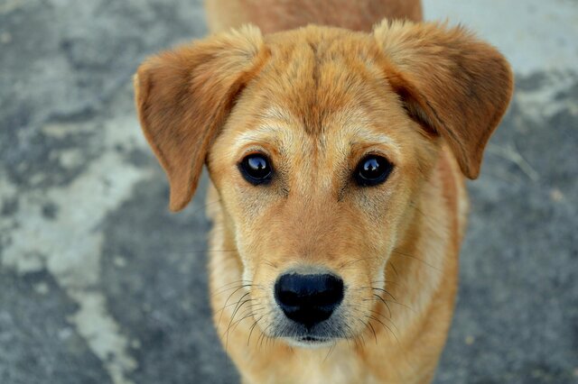 Image 1 for Pet Fee