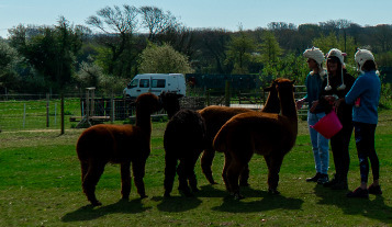 Image 5 for Campervan Pitch 4