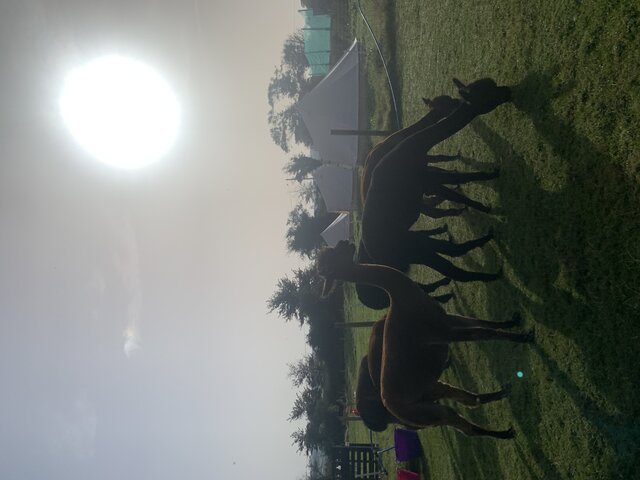 Image 2 for Bettie 4M Empty Bell Tent