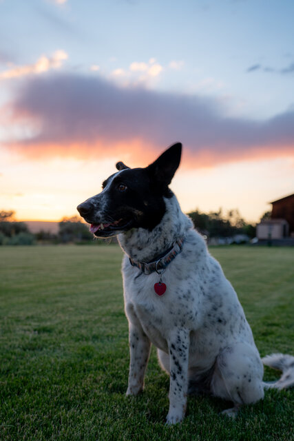 Image 1 for Pet Sitting by Goodnight Pet Animal Care