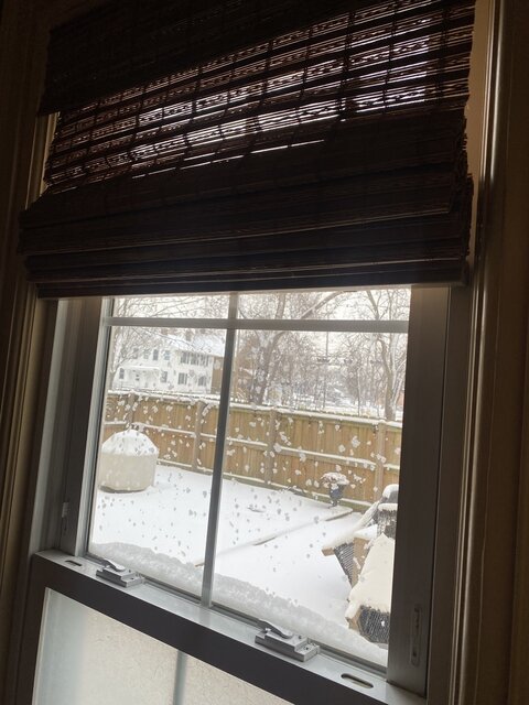 Image 19 for Birch Bark