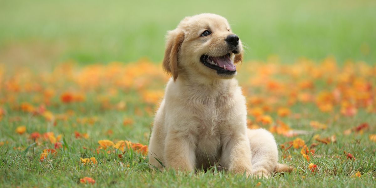 Image for Pet Fee