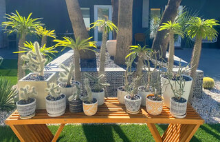 The20Plants20of20Mahala