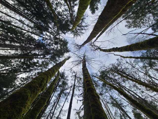 Image 1 for Third Night Free