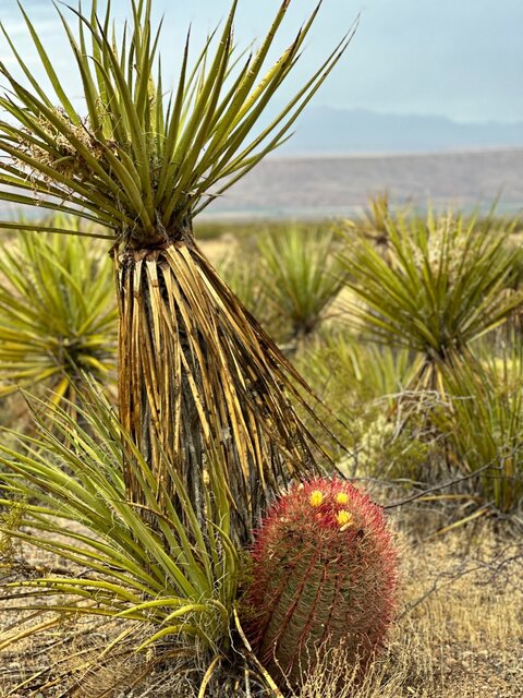 Image 24 for Deluxe Back-in