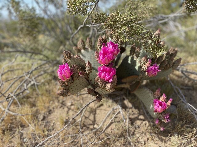 Image 19 for Deluxe Back-in