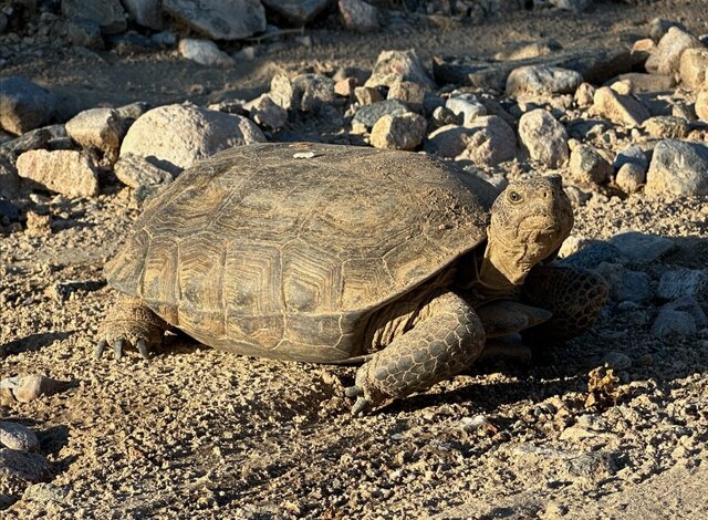 Image 16 for Deluxe Back-in