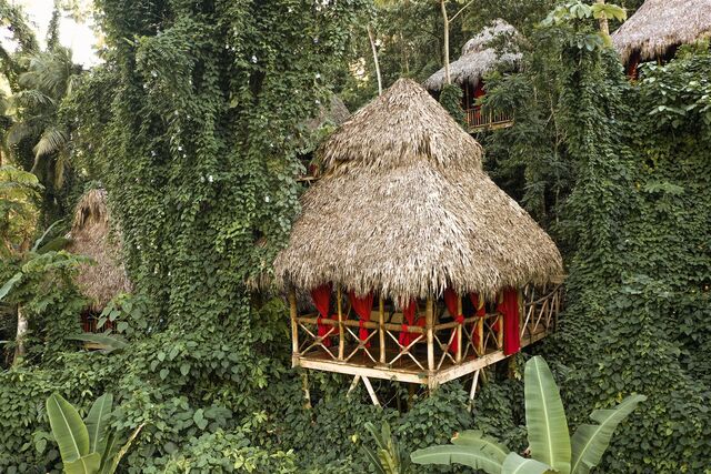 Image 3 for Coffee Tree House
