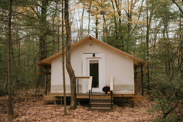 Image 11 for White Pine