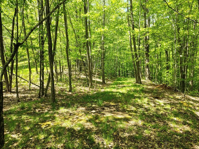 Image 4 for Maple Run Campsite YMC