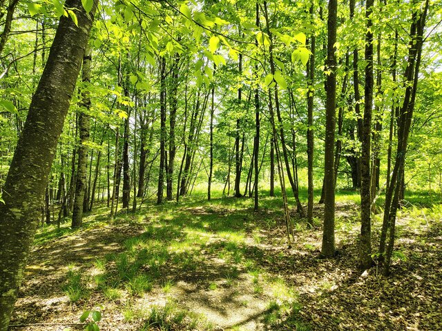 Image 3 for Maple Run Campsite YMC