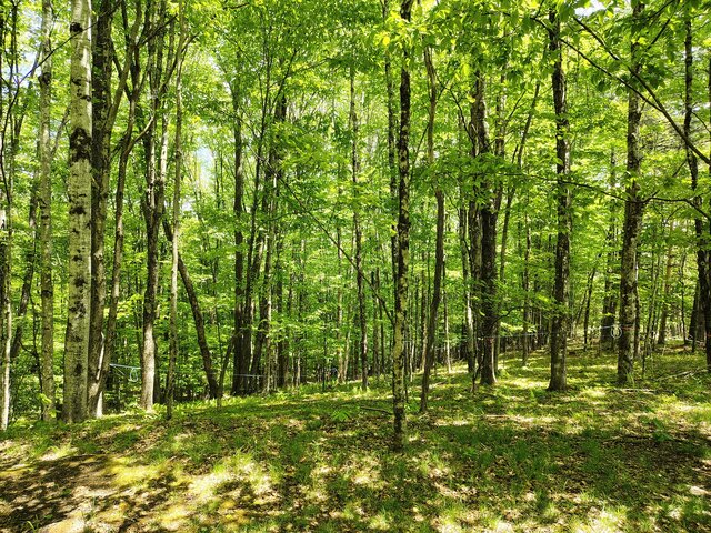 Image 2 for Maple Run Campsite YMC