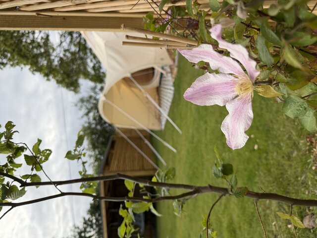 Image 1 for Dan Y Ser Stargazing Bell Tent