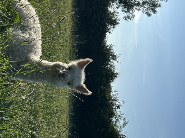 Image 7 for Nothop Hall view -large Tent Pitch
