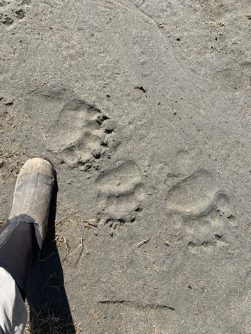 Image 1 for Bear Spray