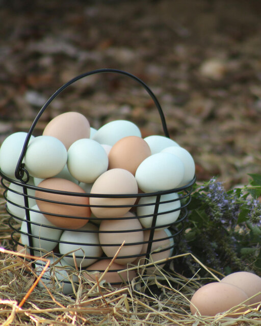 Image 1 for Fresh-from-the-Coop Eggs (Local Farm)