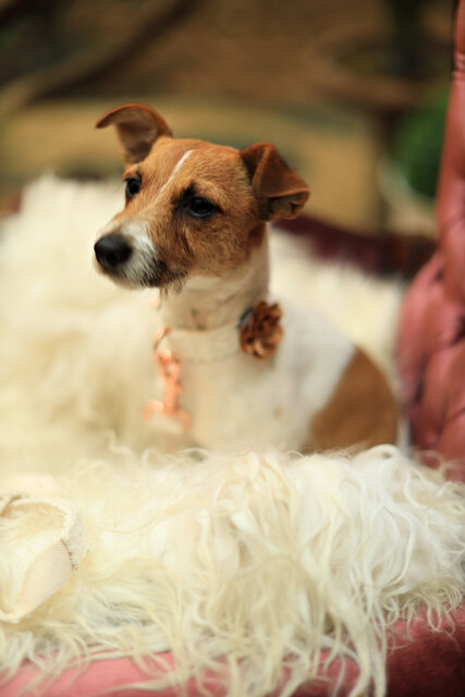 Image 3 for Sapphire Elopement Package