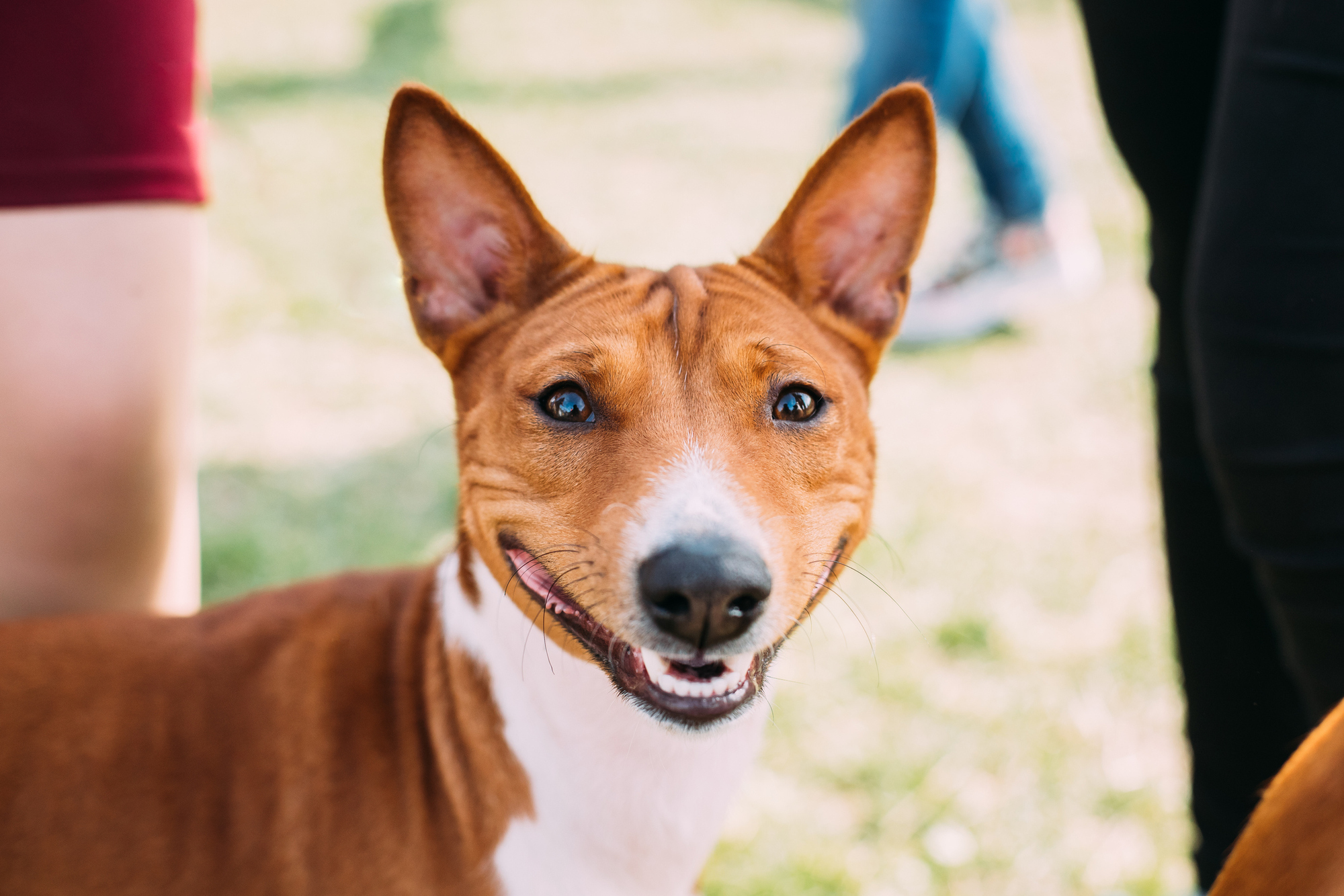 Image for Pet Fee