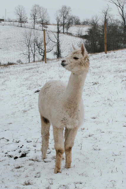 Image 7 for The Briarwood Cabin